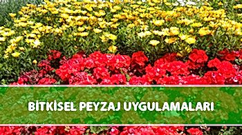 Bitkisel Peyzaj Uygulamaları